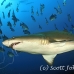 shark_sandtiger_spar_h_0224_nca0517.jpg
